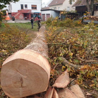 abattage de bois alsace