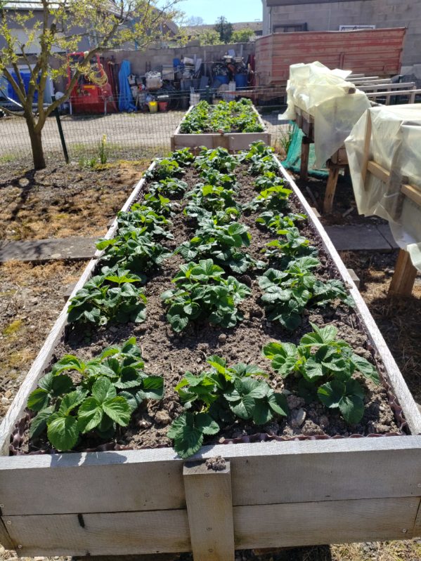 alsace bac jardinage bois