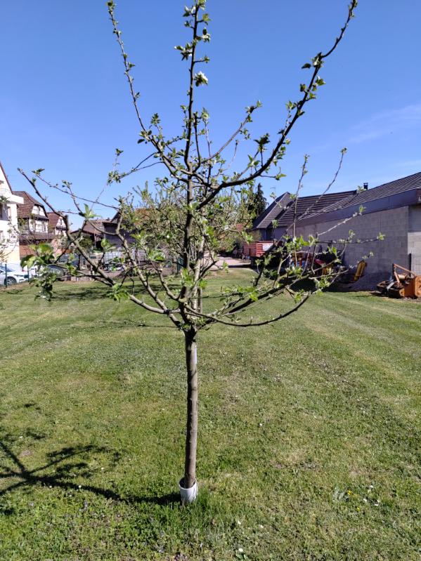 arbre Bronn Philippe alsace