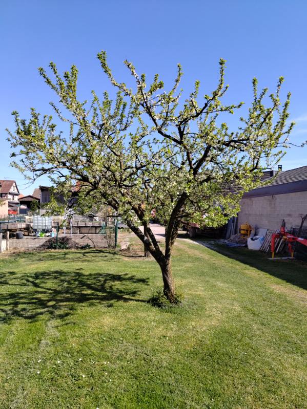 entretien arbre sundhouse
