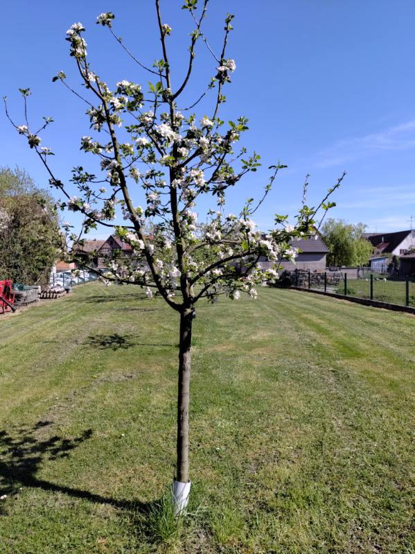 plantation arbre alsace