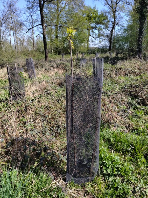 replantation de plans
